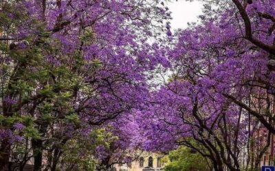 The Jacarandas of Lisbon: A Burst of Flamboyant Lavender Blue Not to Be Missed!
